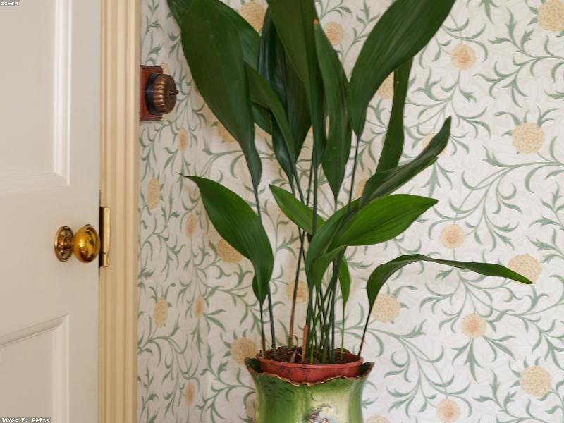 Living Room Flooring Options